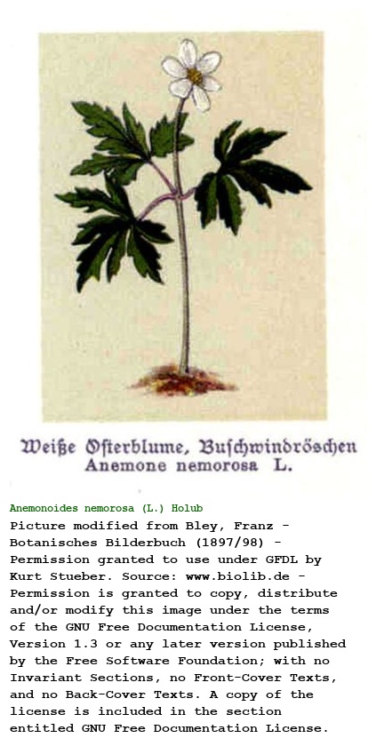 Anemonoides nemorosa (L.) Holub